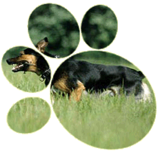 Chicago, Illinois dog obedience training, canine school, pets events, dog breeder, dog parks, dog events