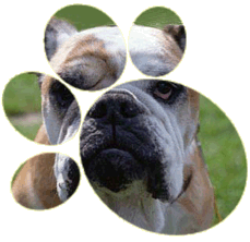 Chicago, Illinois dog obedience training, canine school, pets events, dog breeder, dog parks, dog events